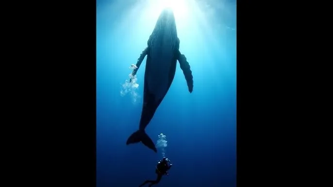 金梅瓶1至5集免费杨思敏 - 深蓝星球：探索海洋深处的未知世界